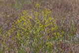 View full-size image Prangos odontalgica