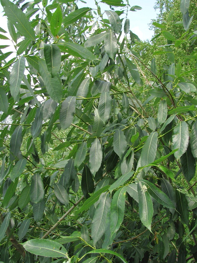 Image of Salix &times; schumanniana specimen.