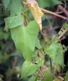 Смотреть изображение Fallopia dumetorum