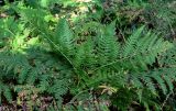 View full-size image Pteridium pinetorum