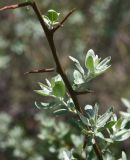 View full-size image genus Elaeagnus