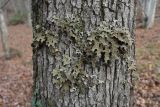 View full-size image Lobaria pulmonaria