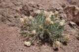 View full-size image Astragalus ellipsoideus