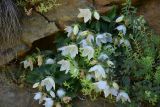 View full-size image Campanula armena