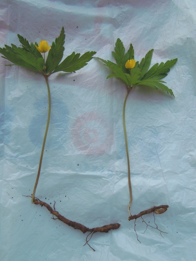 Image of Anemone ranunculoides specimen.