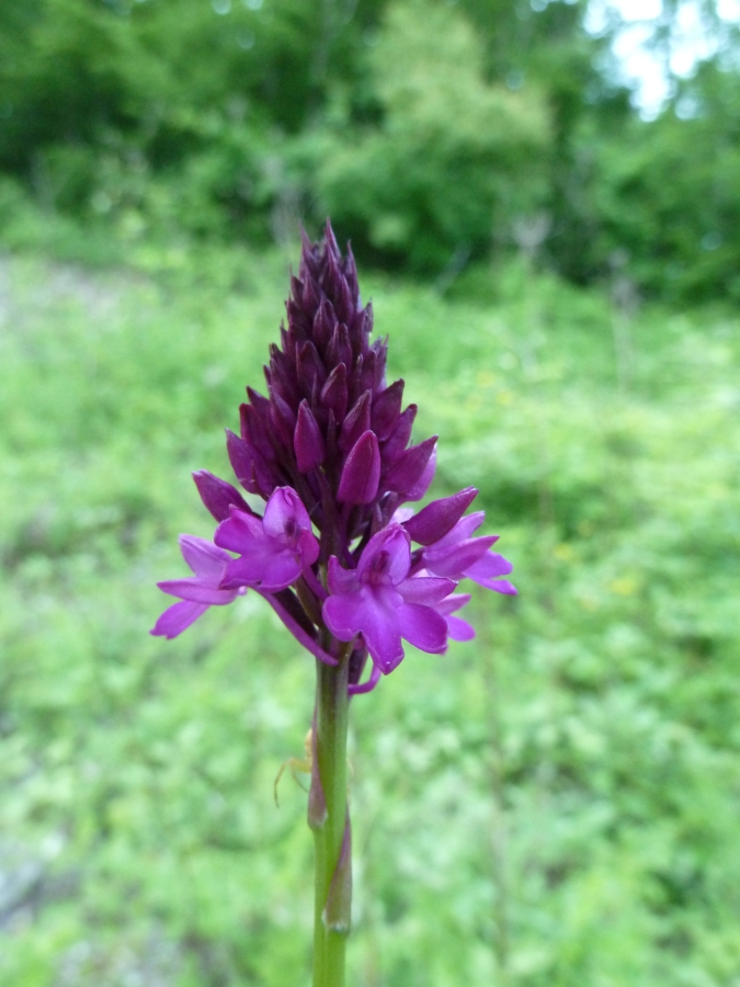 Изображение особи Anacamptis pyramidalis.