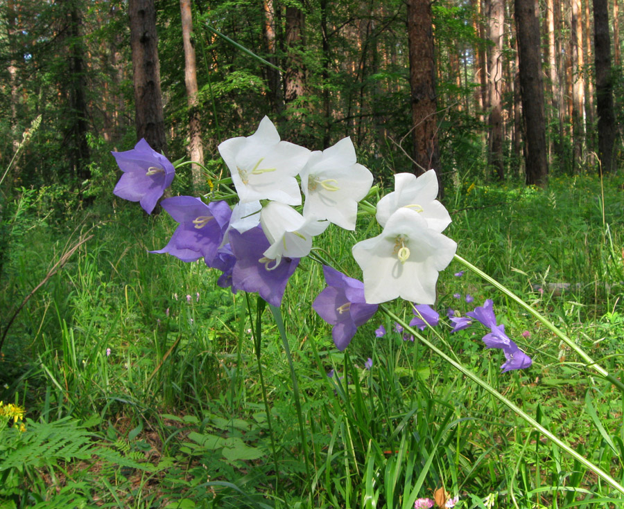 Image of Campanula persicifolia specimen.