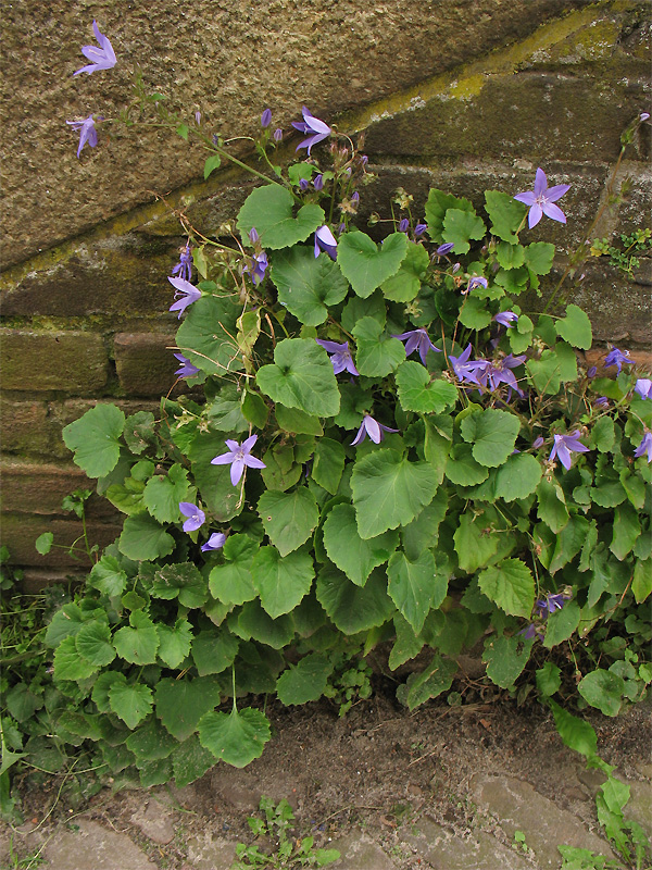 Image of Campanula garganica specimen.