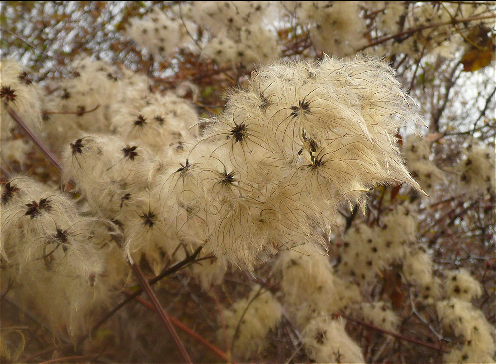 Изображение особи Clematis vitalba.