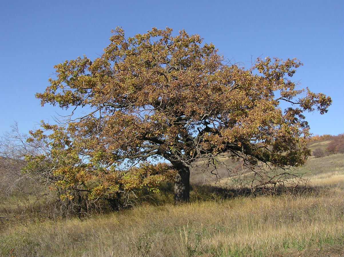 Изображение особи Quercus robur.