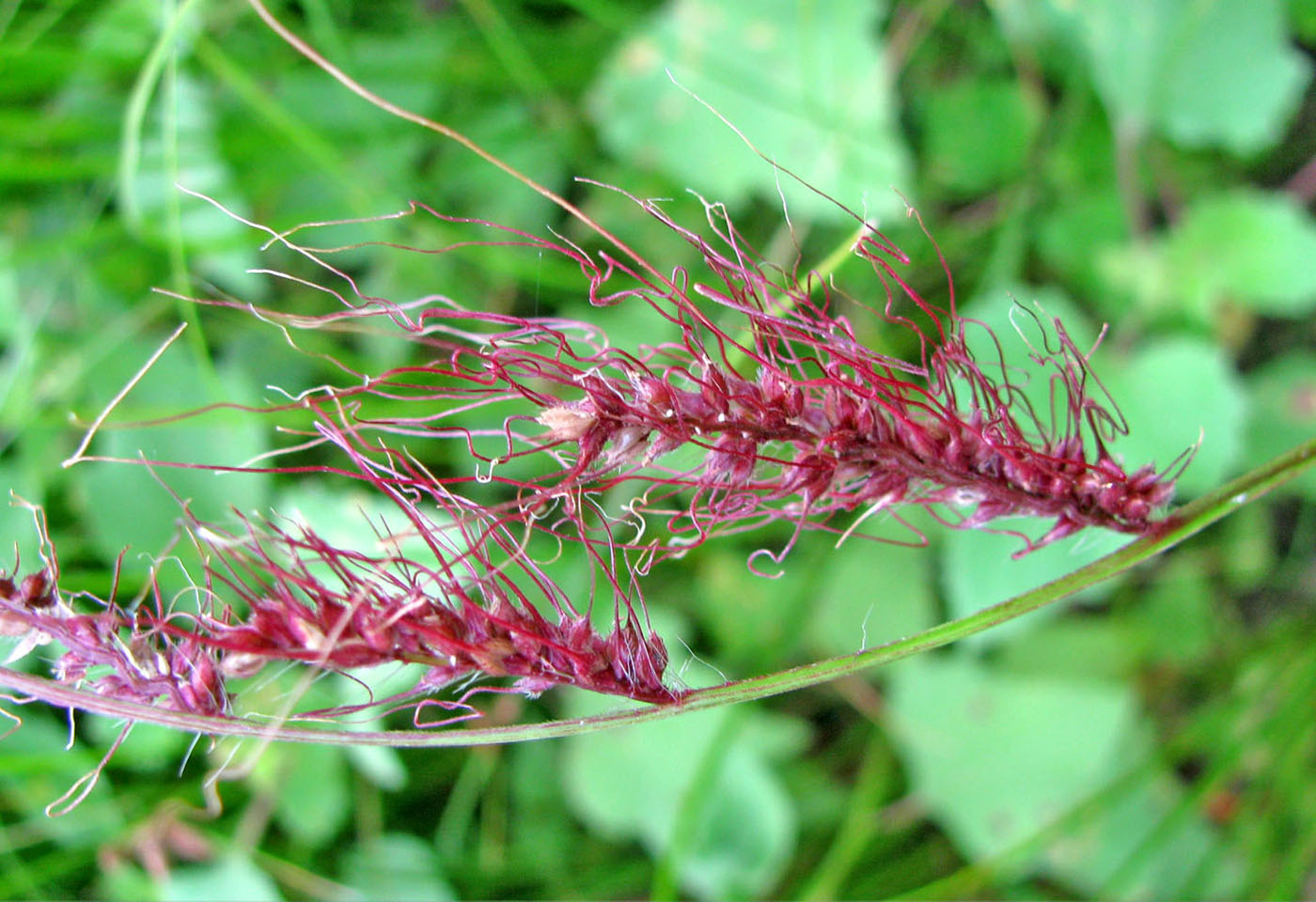 Image of Echinochloa tzvelevii specimen.