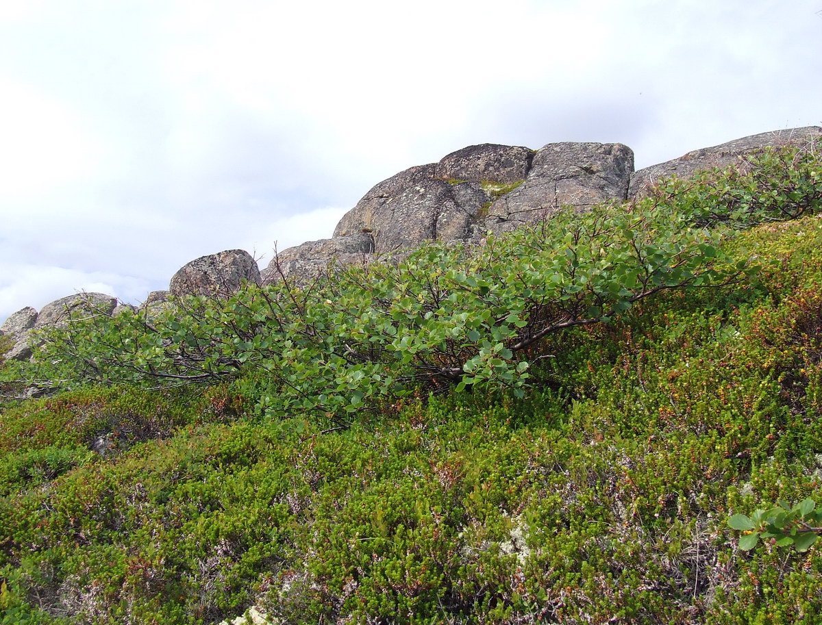 Image of Betula &times; alpestris specimen.