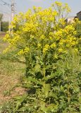 Bunias orientalis. Цветущее растение. Московская обл., г. Железнодорожный. 05.06.2012.