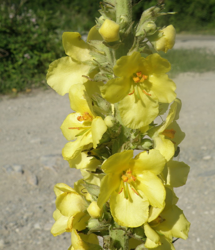 Изображение особи Verbascum phlomoides.