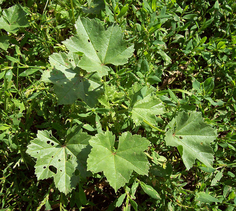 Image of Malva pusilla specimen.