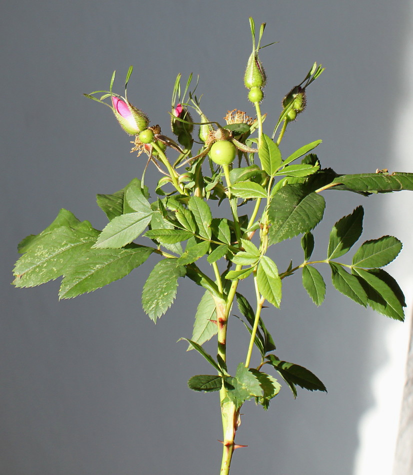 Image of Rosa carolina specimen.