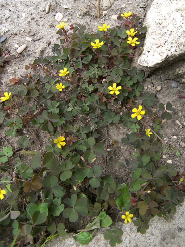 Изображение особи Oxalis corniculata.