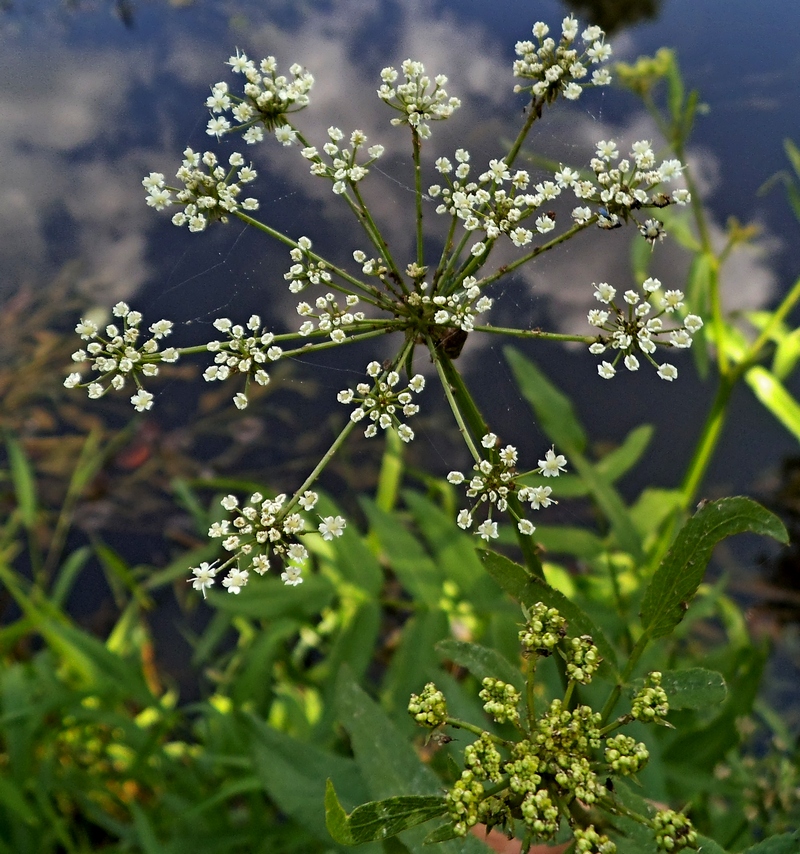 Изображение особи Sium latifolium.