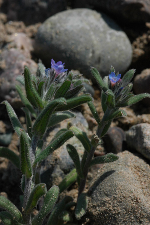 Image of Buglossoides arvensis specimen.