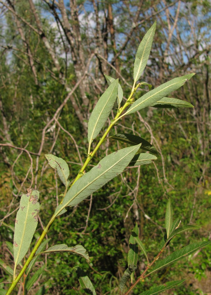 Image of Salix myrsinifolia specimen.