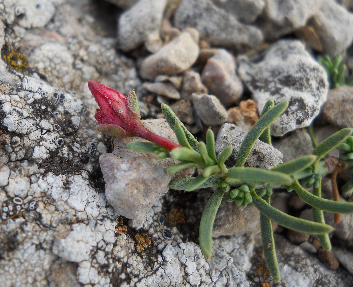 Image of Fumana procumbens specimen.