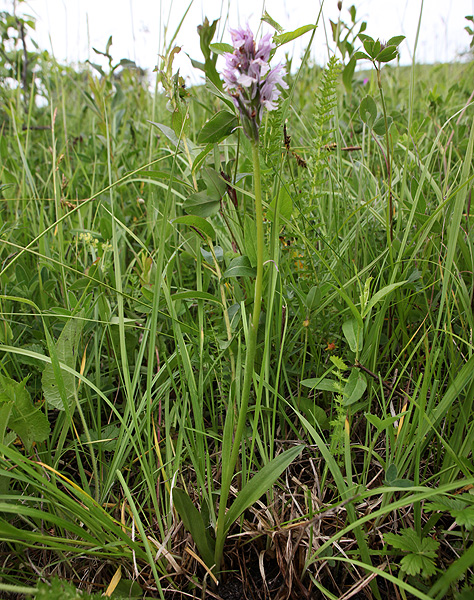 Изображение особи Neotinea tridentata.