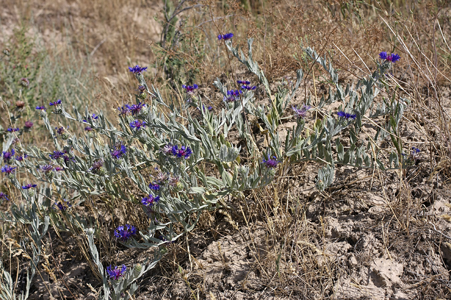 Изображение особи Centaurea depressa.