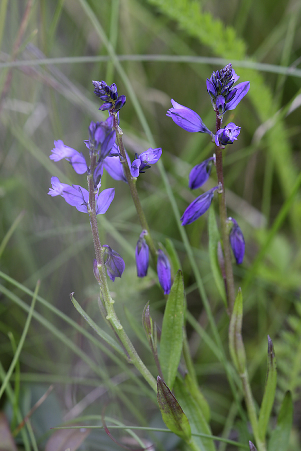 Image of Polygala vulgaris specimen.