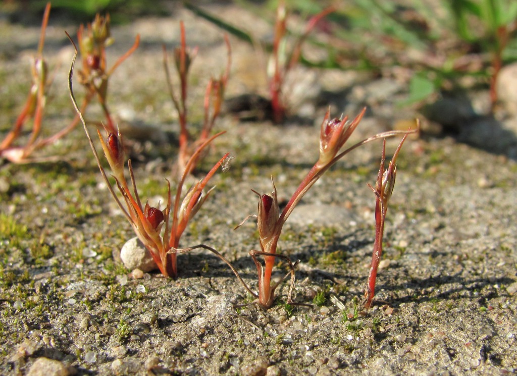 Image of Juncus minutulus specimen.