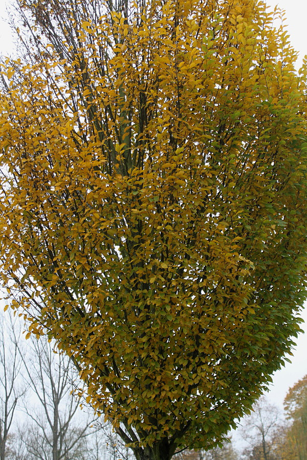 Image of Carpinus betulus specimen.