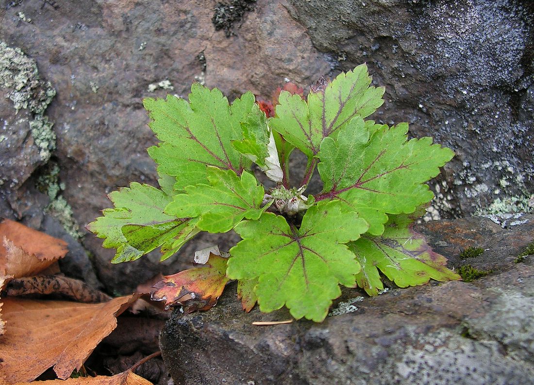 Image of Artemisia stolonifera specimen.