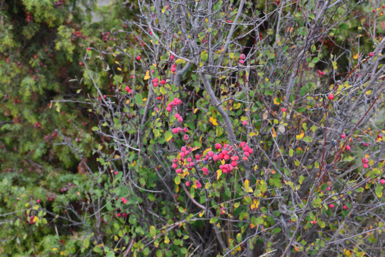 Image of Cotoneaster integerrimus specimen.