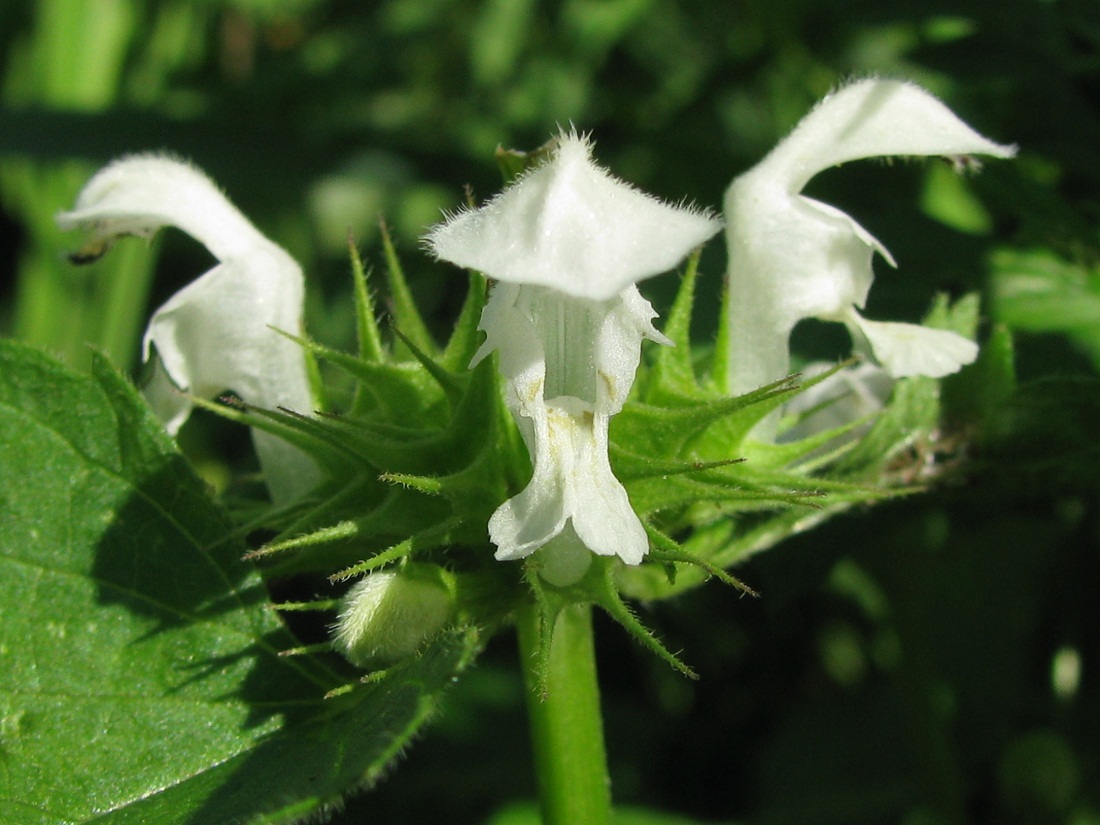 Image of Lamium album specimen.