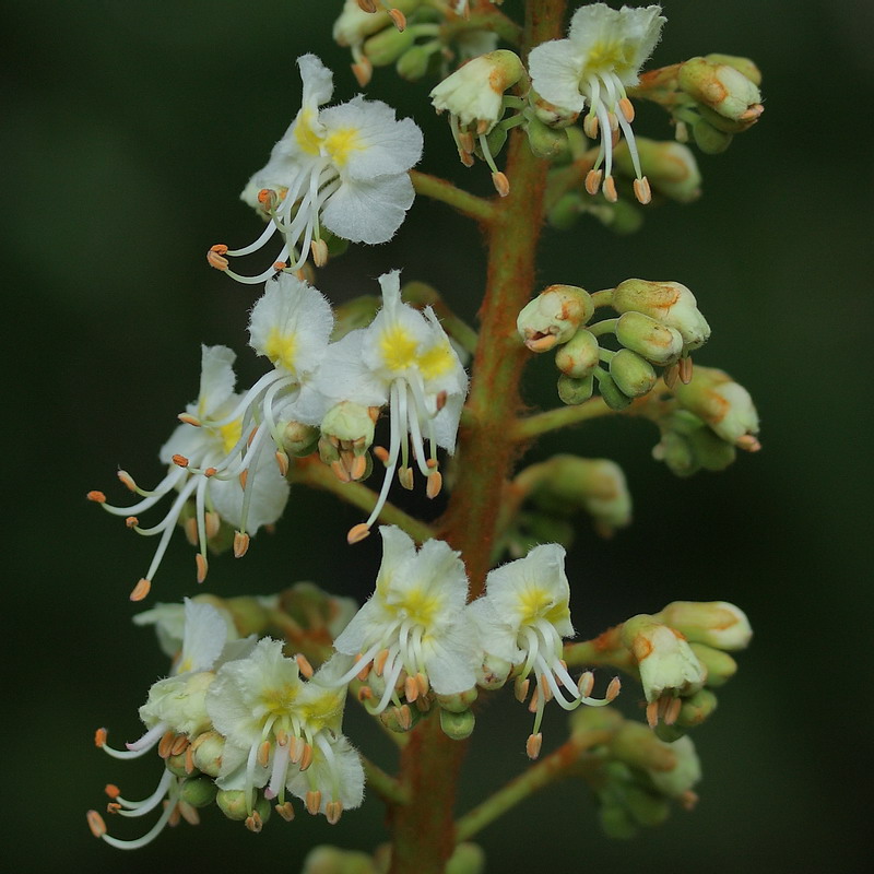 Image of Aesculus hippocastanum specimen.