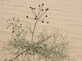 Ferula karelinii. Цветущее растение. Казахстан, на песчанном бархане северней вдхр. Капчагай. 10.05.2010.