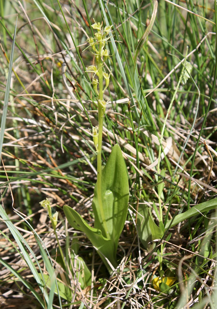 Image of Liparis loeselii specimen.