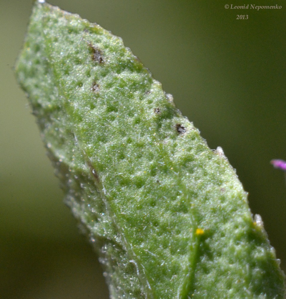 Image of Sphaeranthus strobilifer specimen.