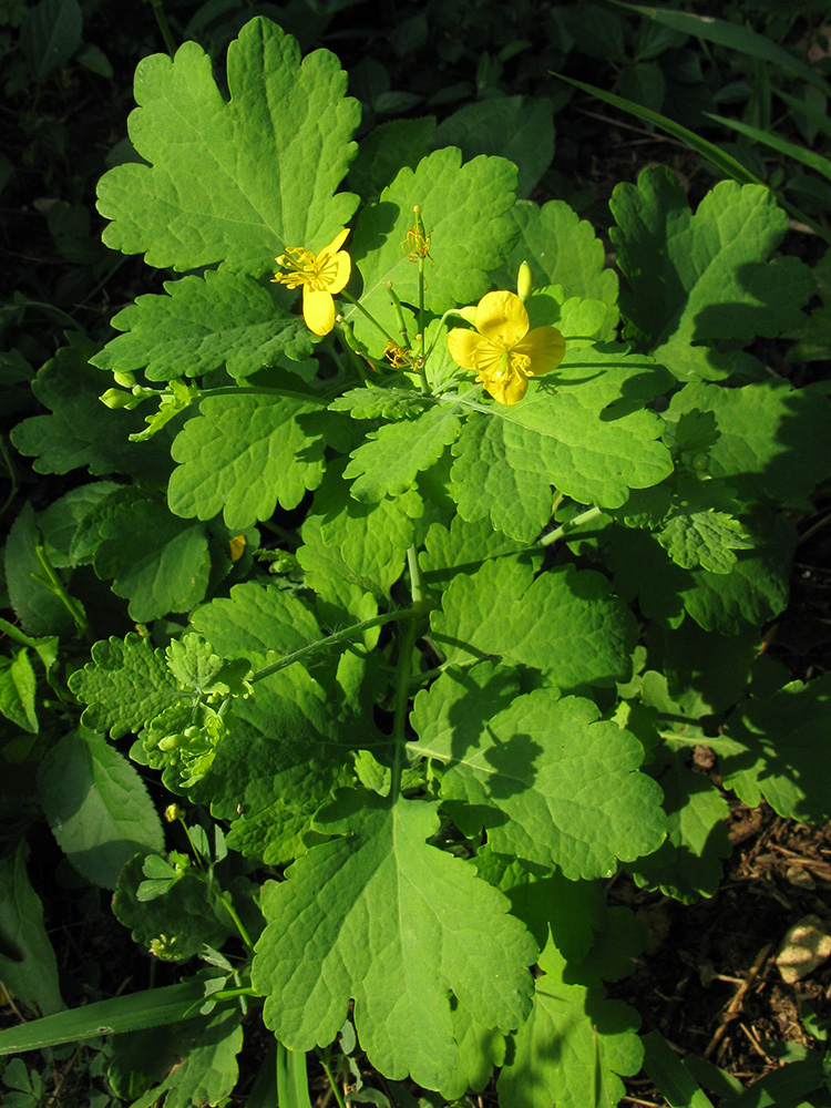 Image of Chelidonium majus specimen.