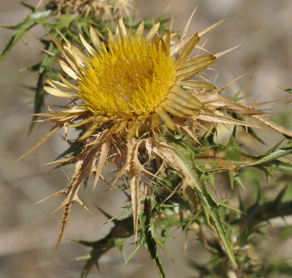 Image of Carlina graeca specimen.