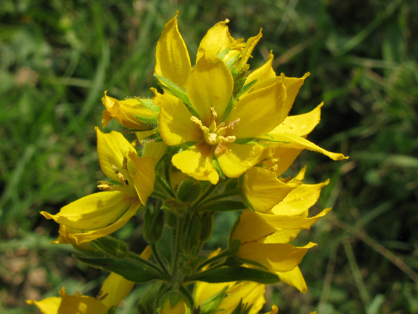 Image of Lysimachia verticillaris specimen.