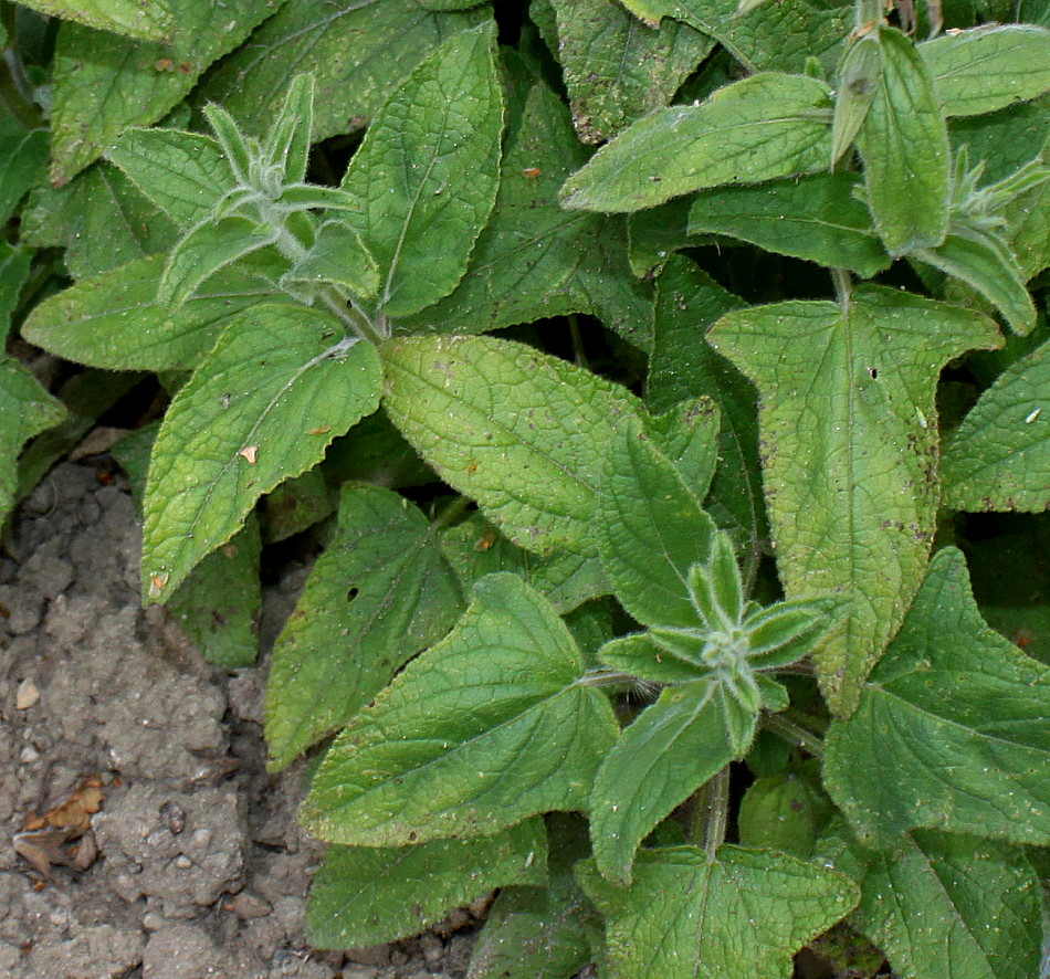 Image of Salvia patens specimen.