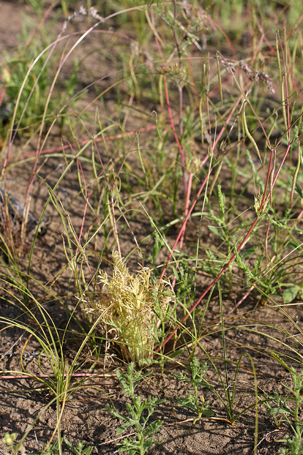 Image of Hypecoum parviflorum specimen.