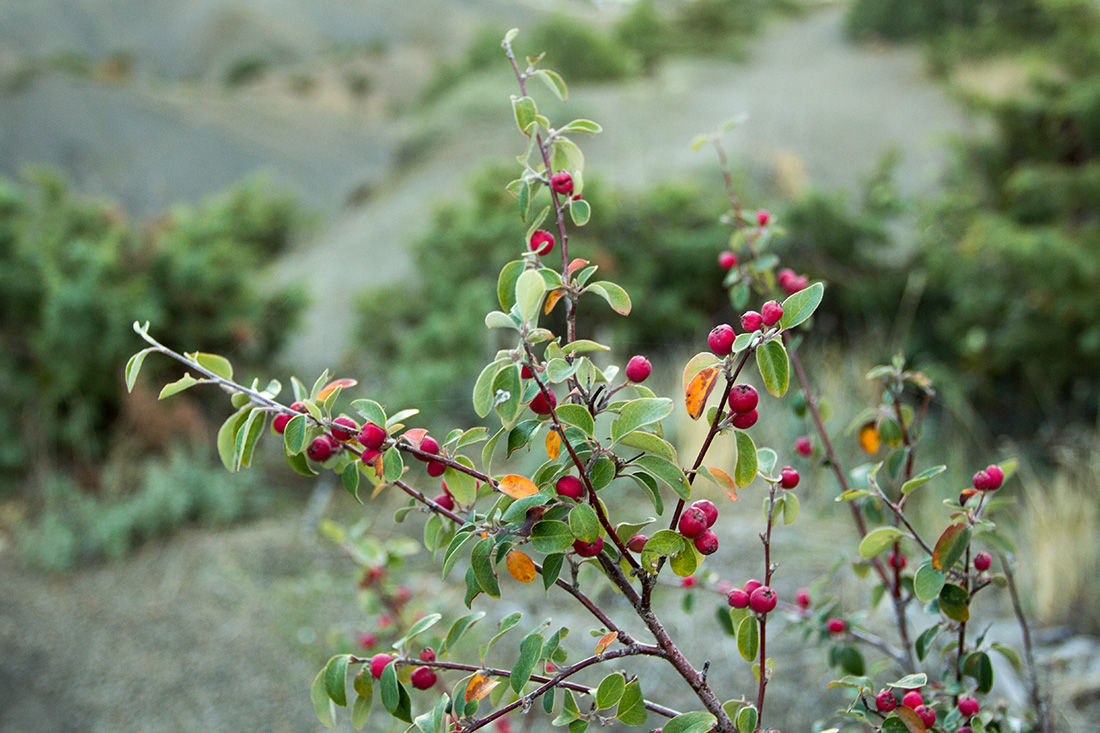 Image of Cotoneaster tauricus specimen.