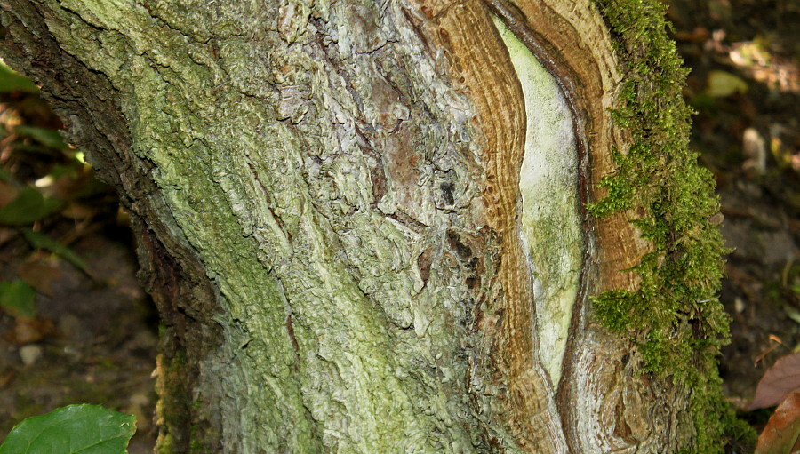 Image of Koelreuteria paniculata specimen.