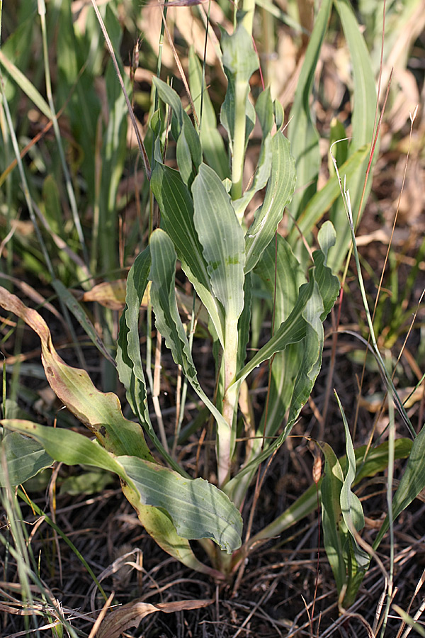 Изображение особи Tragopogon orientalis.