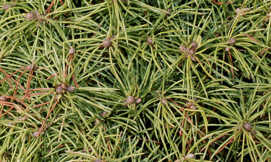 Image of Picea glauca specimen.