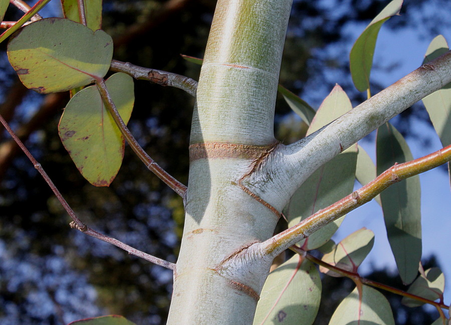 Изображение особи Eucalyptus perriniana.