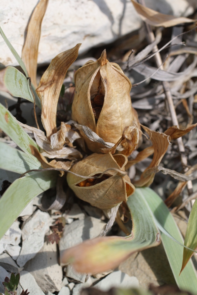 Image of Iris pumila specimen.