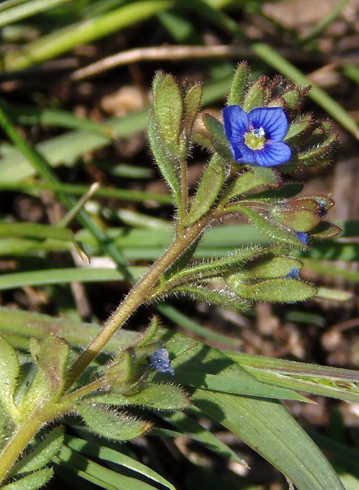 Image of Veronica triphyllos specimen.