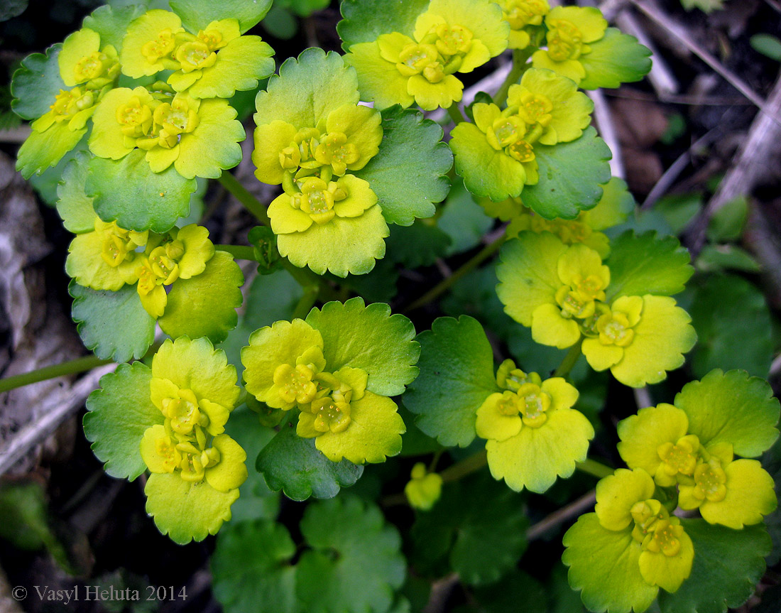 Image of Chrysosplenium alternifolium specimen.